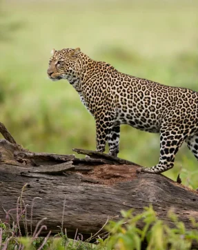 Kenya – 5 Nights / 6 Days